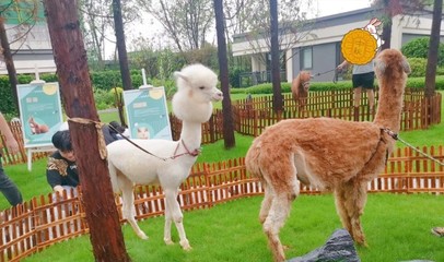 萌宠经济正当时 大型商业展览中的“吸睛密码”——景区互动带带带你好生意或许只差一隻羊驼尾巴抖出的明星效应，你会用高级租借方法嫁接起来踩出一匹钱流？